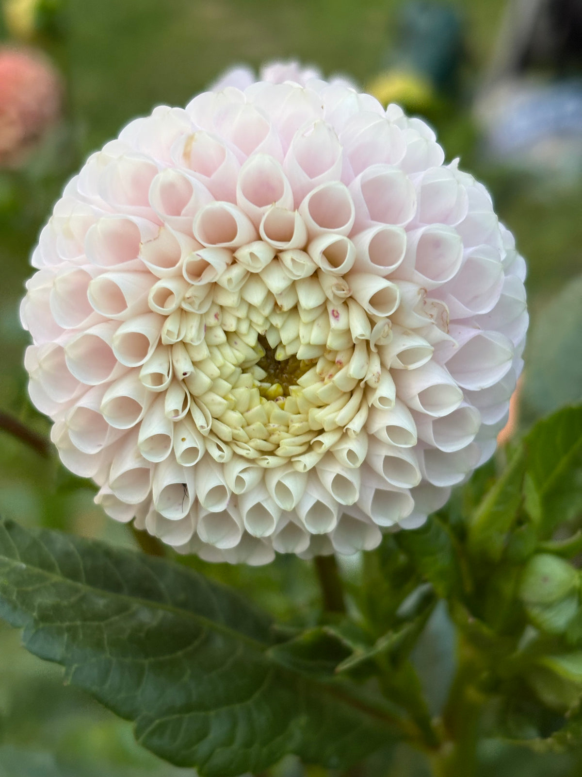 PINK PEARL