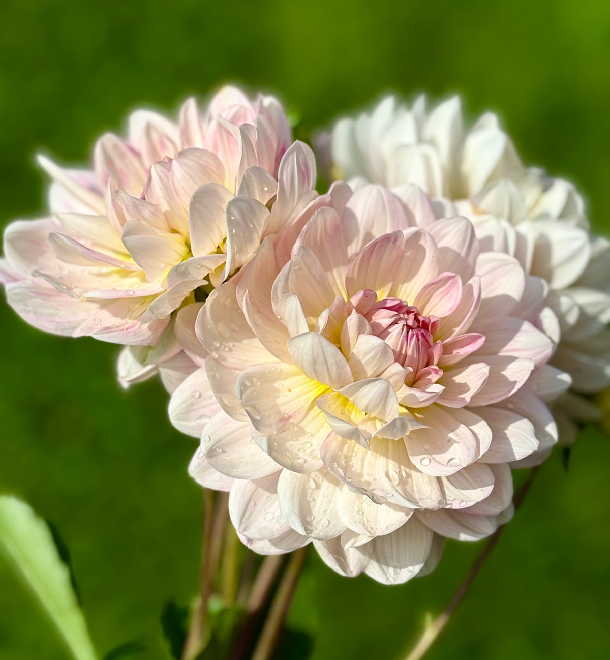 KELGAI ANNE