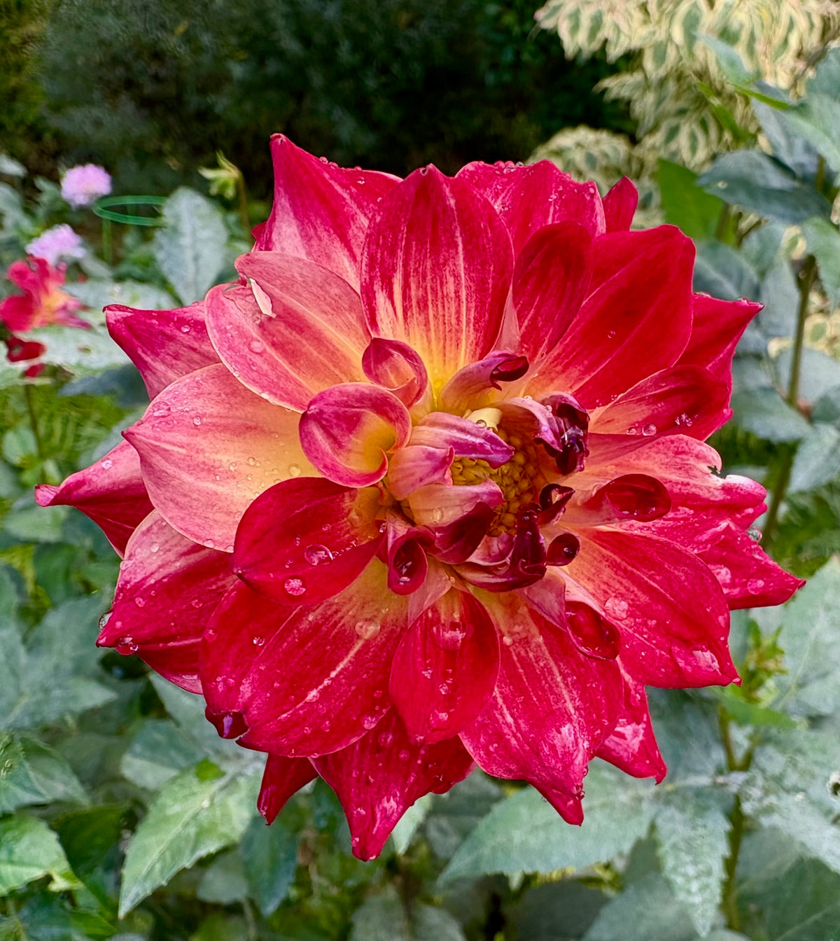 AC ROSEBUD