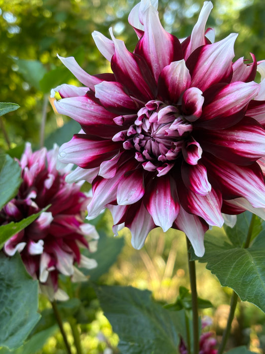 Bert Pitt Dahlia bloom