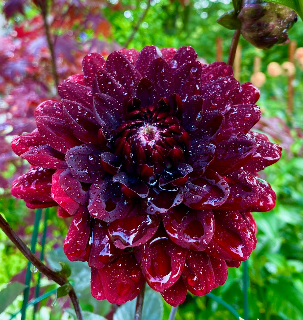 HOLLYHILL BLACK BEAUTY