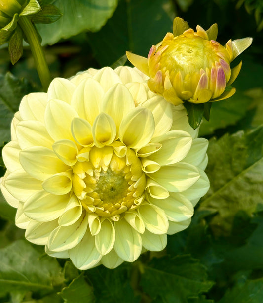 LEE'S PRIMROSE DARLING