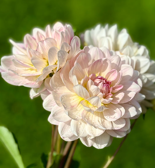 KELGAI ANNE