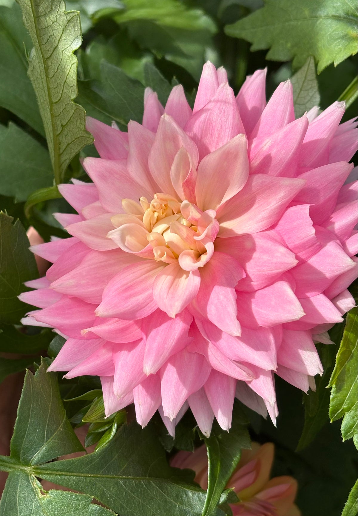 LEE'S ROSALYN