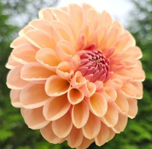 VALLEY TAWNY