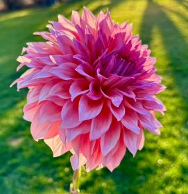 WYN'S PINK PEARL